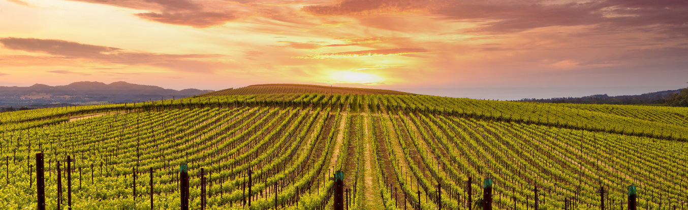 LA NOSTRA SELEZIONE DI VINI