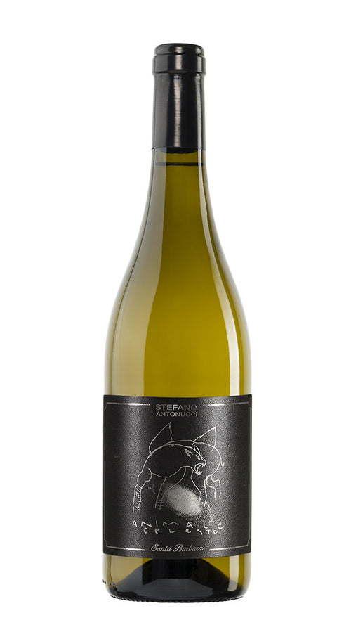 Sauvignon 'Animale Celeste' Santa Barbara 2022
